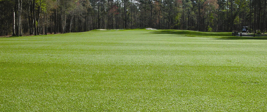 Kentucky bluegrass is often used on golf courses in winter months